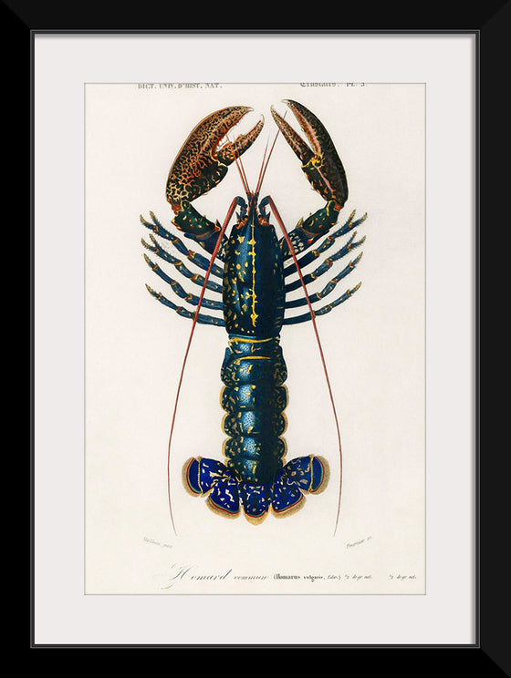 "Crimson Crawfish (Palemon Ornatum)", Charles Dessalines D' Orbigny