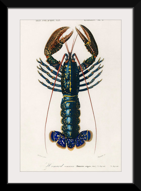 "Crimson Crawfish (Palemon Ornatum)", Charles Dessalines D' Orbigny