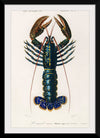 "Crimson Crawfish (Palemon Ornatum)", Charles Dessalines D' Orbigny