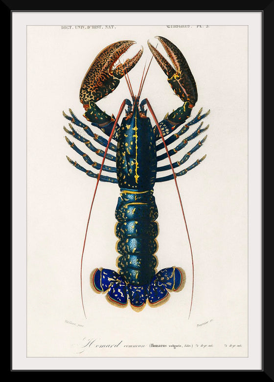 "Crimson Crawfish (Palemon Ornatum)", Charles Dessalines D' Orbigny