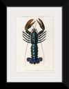 "Crimson Crawfish (Palemon Ornatum)", Charles Dessalines D' Orbigny