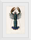 "Crimson Crawfish (Palemon Ornatum)", Charles Dessalines D' Orbigny