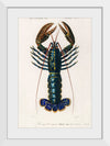 "Crimson Crawfish (Palemon Ornatum)", Charles Dessalines D' Orbigny