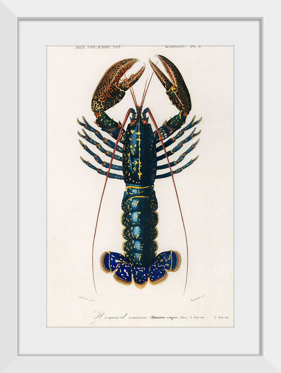 "Crimson Crawfish (Palemon Ornatum)", Charles Dessalines D' Orbigny