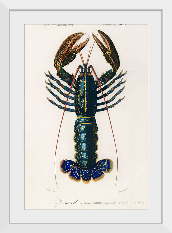 "Crimson Crawfish (Palemon Ornatum)", Charles Dessalines D' Orbigny