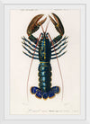 "Crimson Crawfish (Palemon Ornatum)", Charles Dessalines D' Orbigny