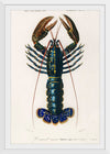 "Crimson Crawfish (Palemon Ornatum)", Charles Dessalines D' Orbigny