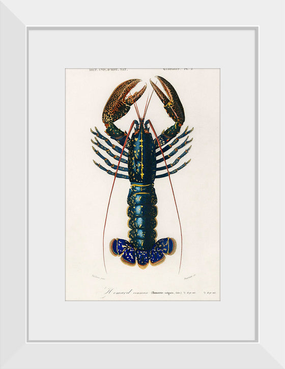 "Crimson Crawfish (Palemon Ornatum)", Charles Dessalines D' Orbigny