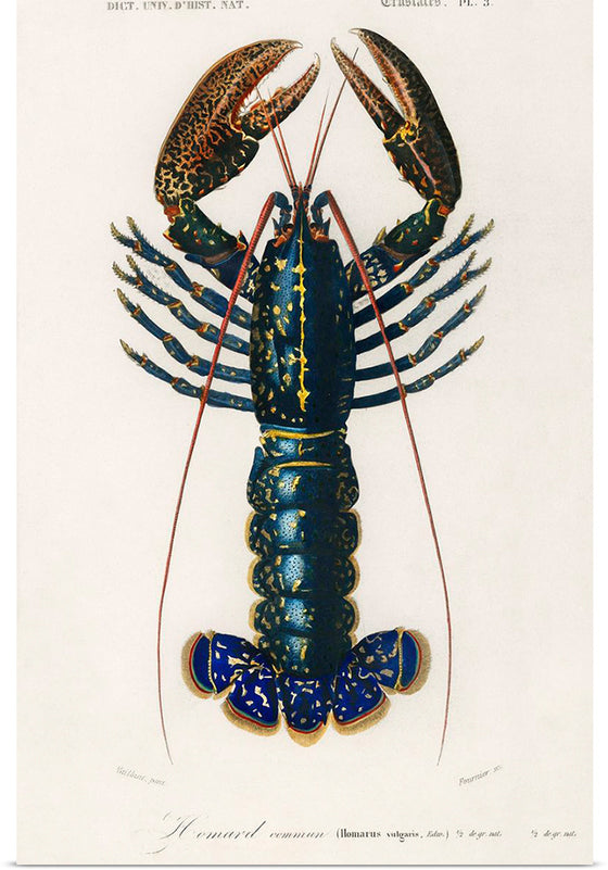 "Crimson Crawfish (Palemon Ornatum)", Charles Dessalines D' Orbigny