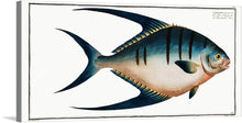  Chaetodon glaucus from Ichtyologie by Marcus Elieser Bloch is a stunning hand-colored copperplate engraving that depicts the vibrant beauty of the blue-face angelfish, also known as the gray angelfish or the king of angels. The fish is portrayed in a dynamic pose, its body arched gracefully as it swims through a clear blue sea. Its scales shimmer with a multitude of iridescent blue hues, creating a mesmerizing spectacle that captures the viewer's attention.