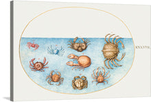  Joris Hoefnagel's "Nine Crabs" is an exquisitely detailed and vibrant watercolor painting that showcases the artist's mastery of natural history illustration. The painting depicts nine crabs of various species, each rendered with meticulous attention to detail, from their intricate carapaces and delicate legs to their expressive eyes and intricate antennae.