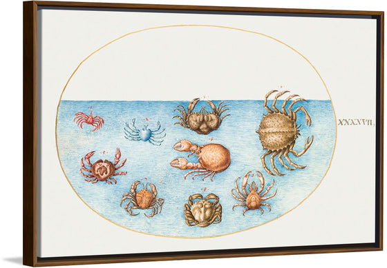 "Nine Crabs", Joris Hoefnagel