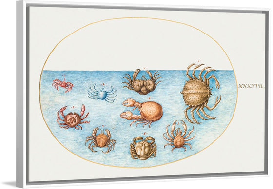 "Nine Crabs", Joris Hoefnagel