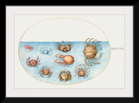 "Nine Crabs", Joris Hoefnagel