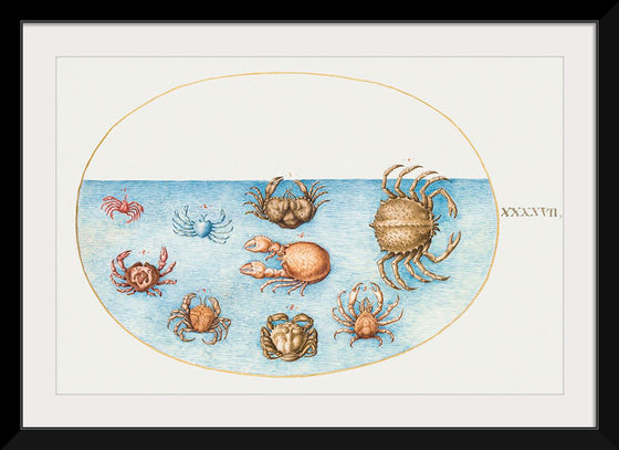 "Nine Crabs", Joris Hoefnagel