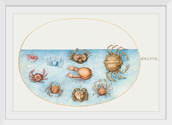 "Nine Crabs", Joris Hoefnagel