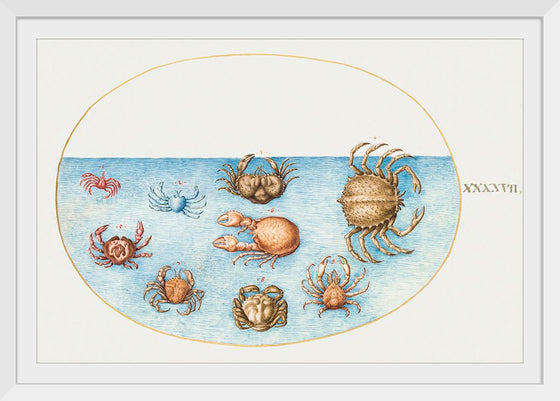 "Nine Crabs", Joris Hoefnagel