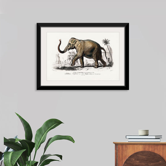 "Asiatic Elephant (Elephas Maximus) Indicus Illustrated", Charles Dessalines D' Orbigny