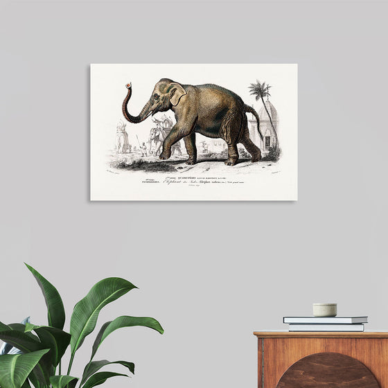 "Asiatic Elephant (Elephas Maximus) Indicus Illustrated", Charles Dessalines D' Orbigny