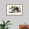 "Asiatic Elephant (Elephas Maximus) Indicus Illustrated", Charles Dessalines D' Orbigny