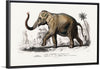 "Asiatic Elephant (Elephas Maximus) Indicus Illustrated", Charles Dessalines D' Orbigny