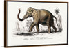 "Asiatic Elephant (Elephas Maximus) Indicus Illustrated", Charles Dessalines D' Orbigny