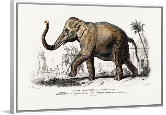 "Asiatic Elephant (Elephas Maximus) Indicus Illustrated", Charles Dessalines D' Orbigny