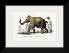 "Asiatic Elephant (Elephas Maximus) Indicus Illustrated", Charles Dessalines D' Orbigny