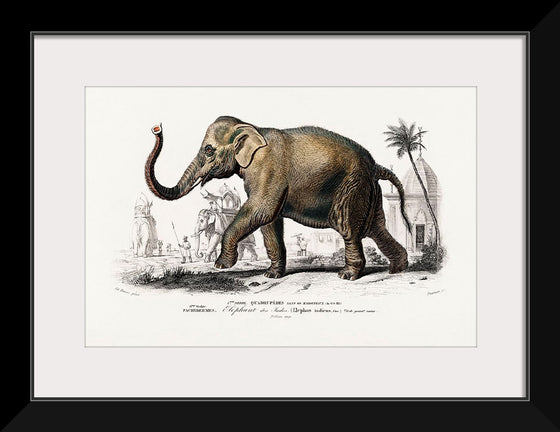 "Asiatic Elephant (Elephas Maximus) Indicus Illustrated", Charles Dessalines D' Orbigny