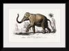 "Asiatic Elephant (Elephas Maximus) Indicus Illustrated", Charles Dessalines D' Orbigny