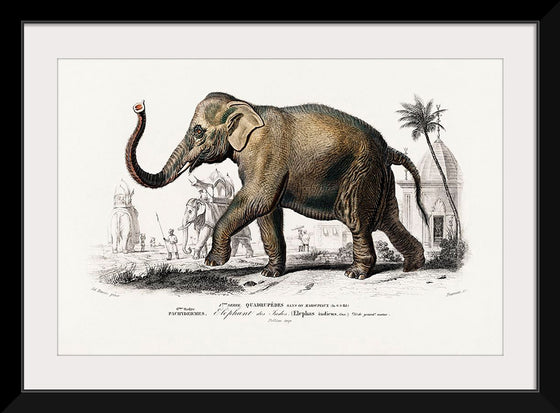 "Asiatic Elephant (Elephas Maximus) Indicus Illustrated", Charles Dessalines D' Orbigny