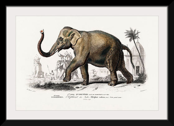 "Asiatic Elephant (Elephas Maximus) Indicus Illustrated", Charles Dessalines D' Orbigny