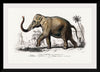 "Asiatic Elephant (Elephas Maximus) Indicus Illustrated", Charles Dessalines D' Orbigny