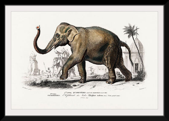 "Asiatic Elephant (Elephas Maximus) Indicus Illustrated", Charles Dessalines D' Orbigny