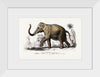 "Asiatic Elephant (Elephas Maximus) Indicus Illustrated", Charles Dessalines D' Orbigny