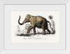 "Asiatic Elephant (Elephas Maximus) Indicus Illustrated", Charles Dessalines D' Orbigny