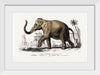 "Asiatic Elephant (Elephas Maximus) Indicus Illustrated", Charles Dessalines D' Orbigny