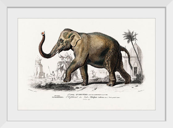 "Asiatic Elephant (Elephas Maximus) Indicus Illustrated", Charles Dessalines D' Orbigny