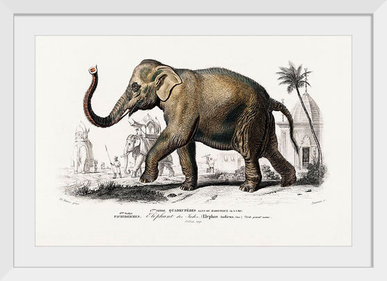 "Asiatic Elephant (Elephas Maximus) Indicus Illustrated", Charles Dessalines D' Orbigny