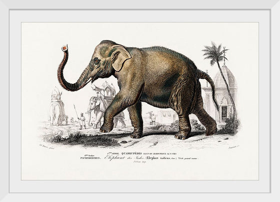 "Asiatic Elephant (Elephas Maximus) Indicus Illustrated", Charles Dessalines D' Orbigny