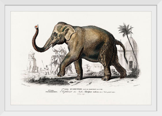 "Asiatic Elephant (Elephas Maximus) Indicus Illustrated", Charles Dessalines D' Orbigny