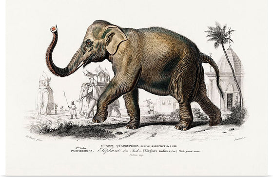 "Asiatic Elephant (Elephas Maximus) Indicus Illustrated", Charles Dessalines D' Orbigny