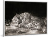 "A Tyger: A Sleeping Cheetah", George Stubbs