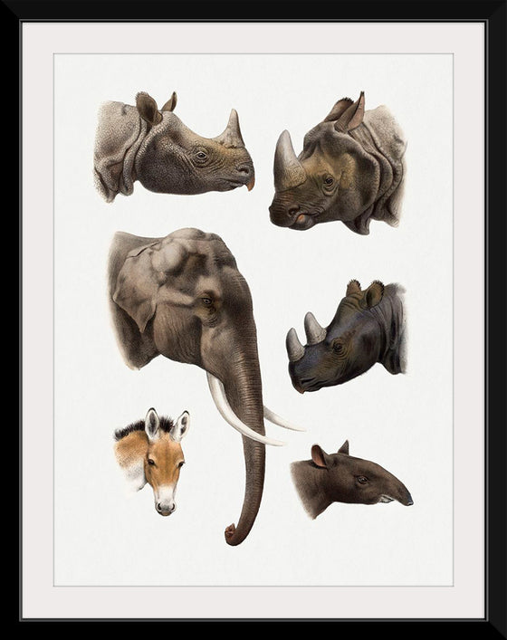 "Vintage Safari Animal illustrations",  Richard Lydekker