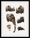 "Vintage Safari Animal illustrations",  Richard Lydekker
