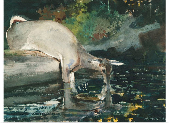 "Deer Drinking", Winslow Homer