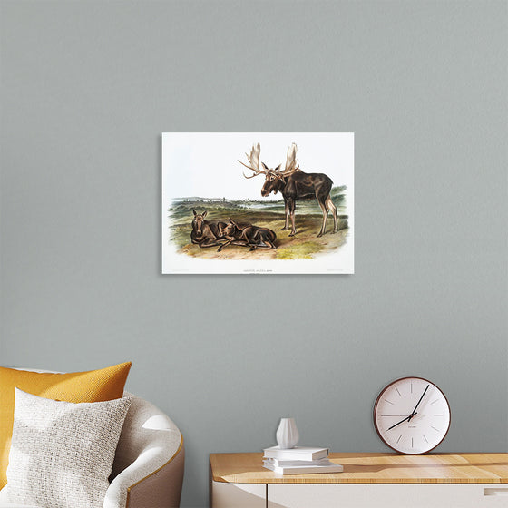 "Moose Deer (Servus alces)", John Woodhouse Audubon