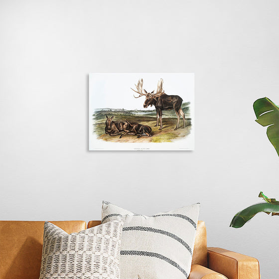 "Moose Deer (Servus alces)", John Woodhouse Audubon