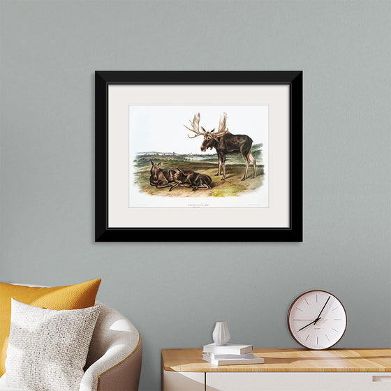 "Moose Deer (Servus alces)", John Woodhouse Audubon