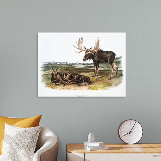 "Moose Deer (Servus alces)", John Woodhouse Audubon